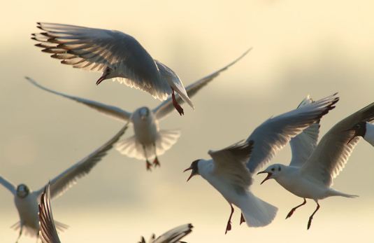 Resultado de imagem para procelárias